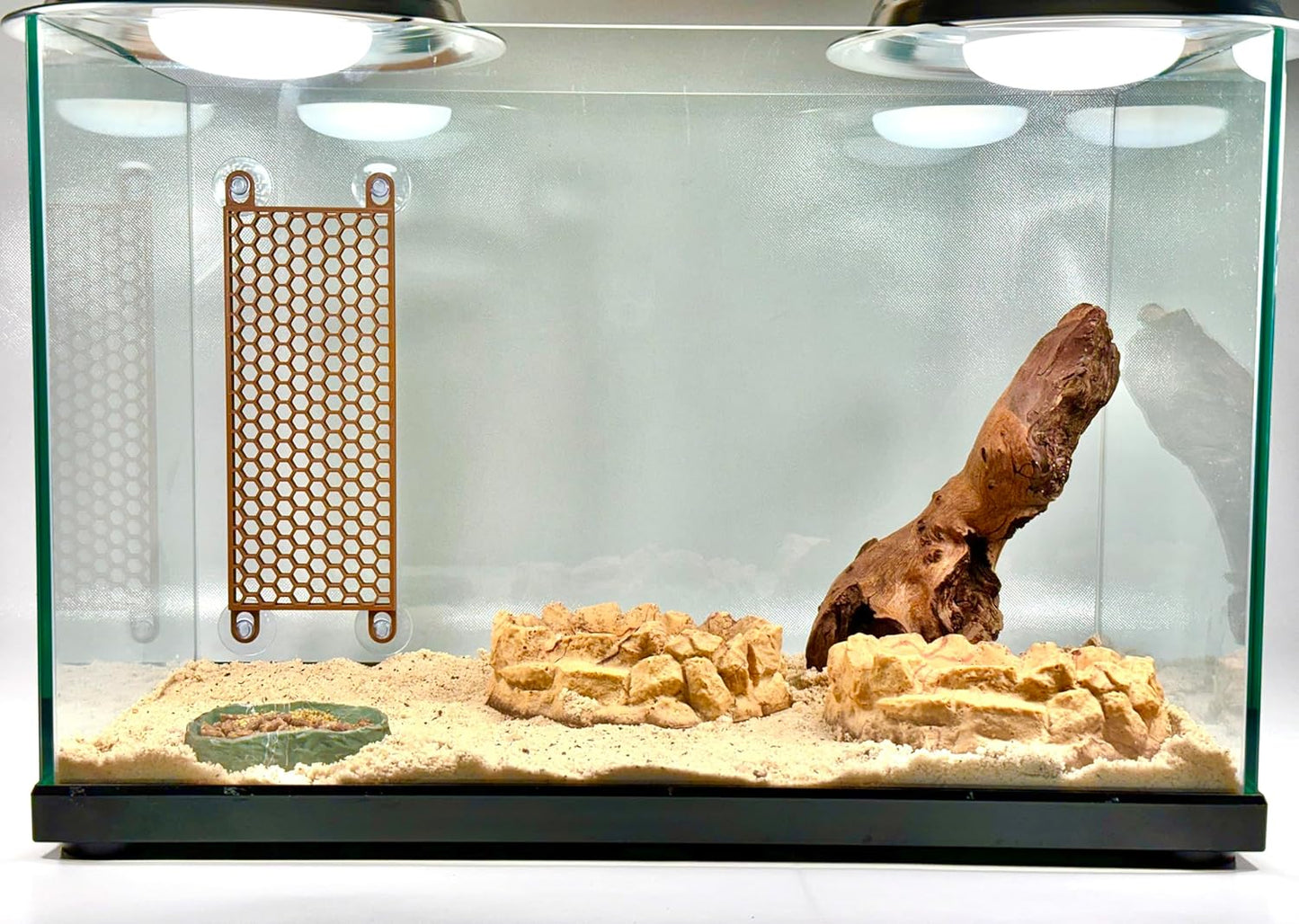 Hermit crab habitat tank setup with climbing wall ladder. Provides decor and enrichment for hermit crabs.