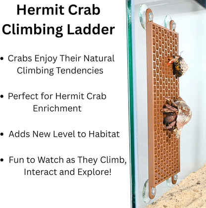 Hermit crab climbing wall ladder provides enrichment. Crabs enjoy their climbing tendencies, perfect hermit crab enrichment, adds new level to habitat, and fun to watch as they climb, interact, and explore.