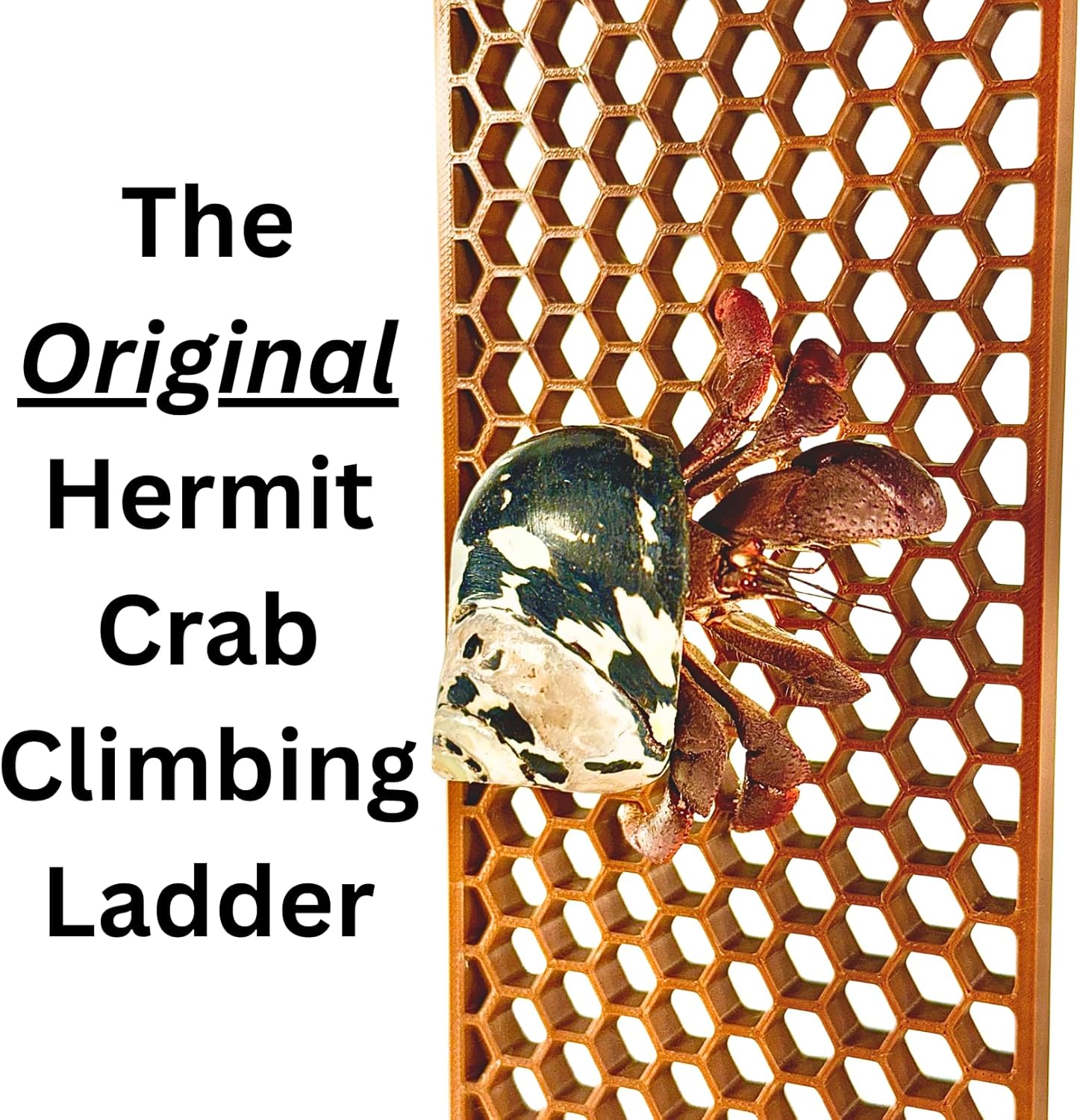 Hermit crab wall climbing ladder original design.