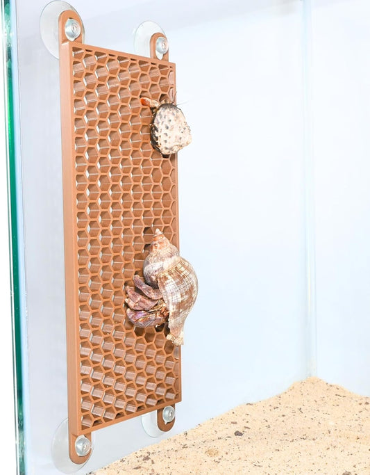 Hermit crab climbing up the wall climbing ladder.