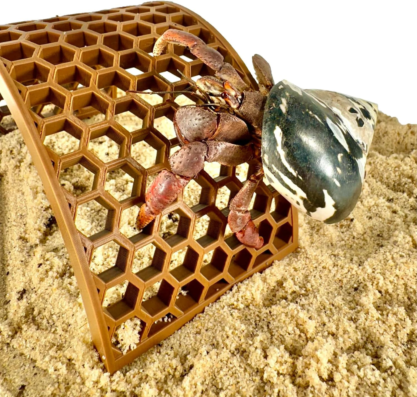 Hermit crab climbing on the side of the climbing bridge. Hexagonal design for easy hermit crab climbing.
