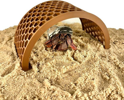 Hermit crab hiding under hermit crab climbing bridge. Provides decoration and a toy for hermit crabs.