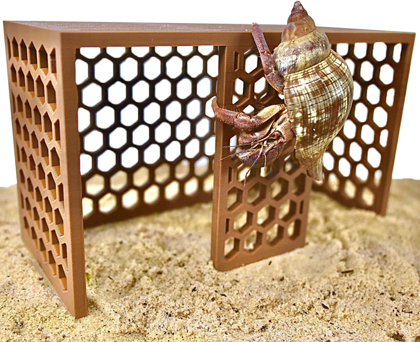 Hermit crab climbing up the walls of the hermit crab climbing toy stand. Provides a hideout and toy for the crabs.
