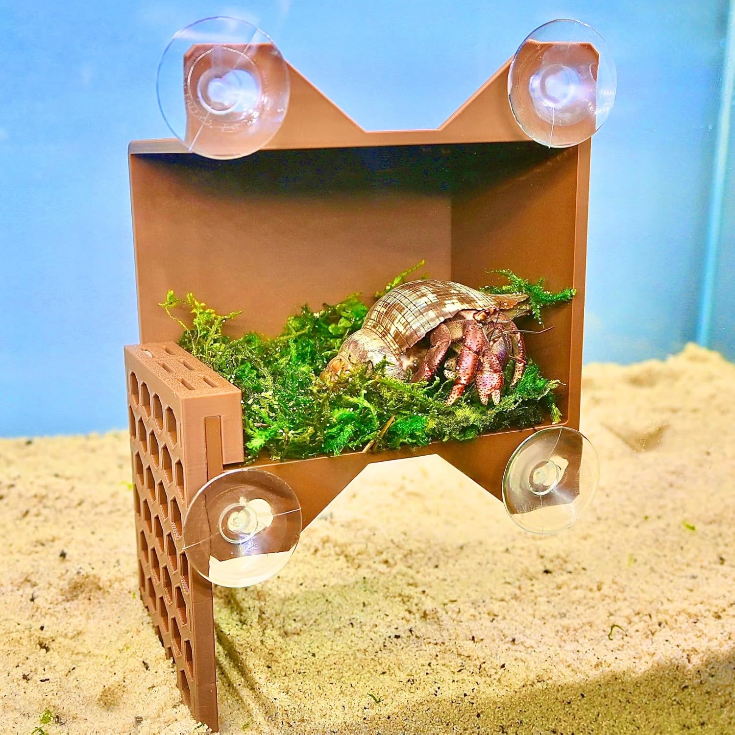 Hermit crab inside hermit crab climbing foraging cave with green mossy substrate.