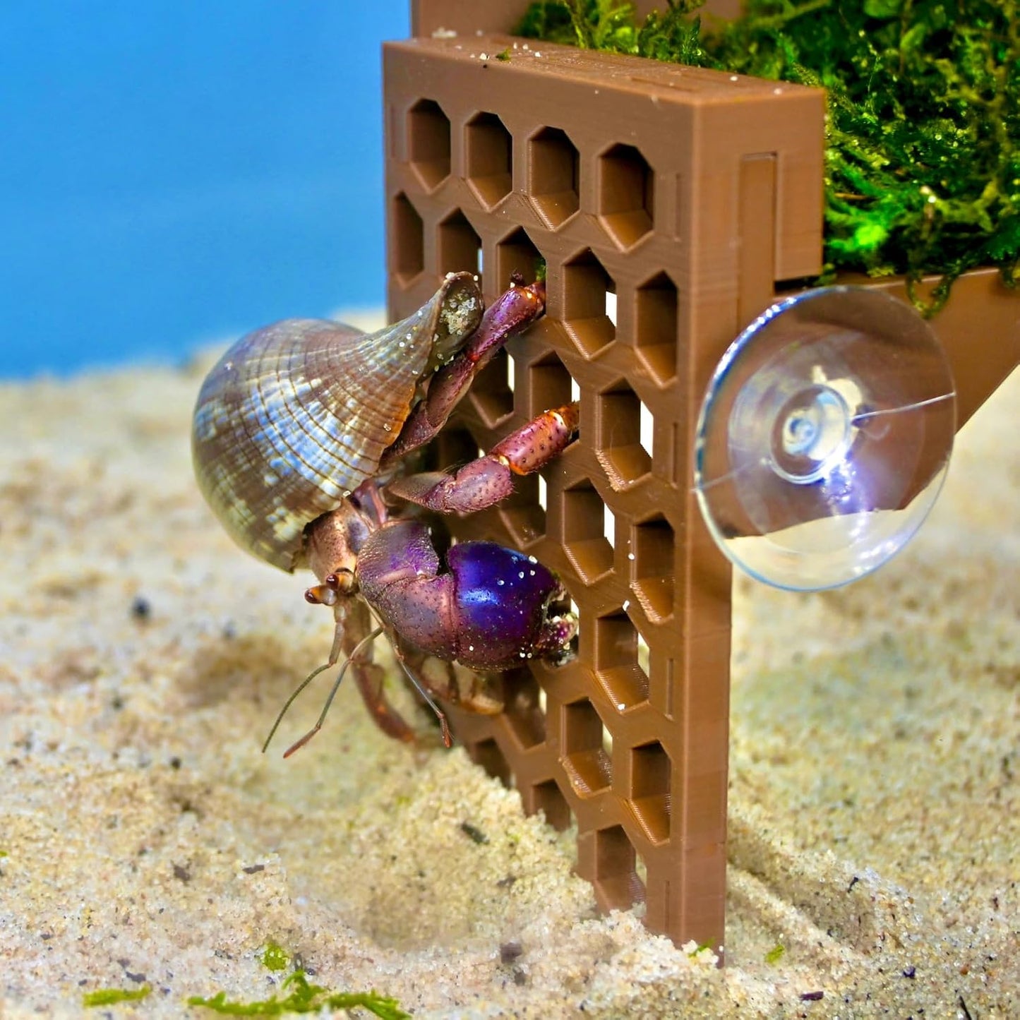 Hermit crab climbing on the foraging climbing basket with ladder. Hermit crab using the hexagonal design for easy climbing.