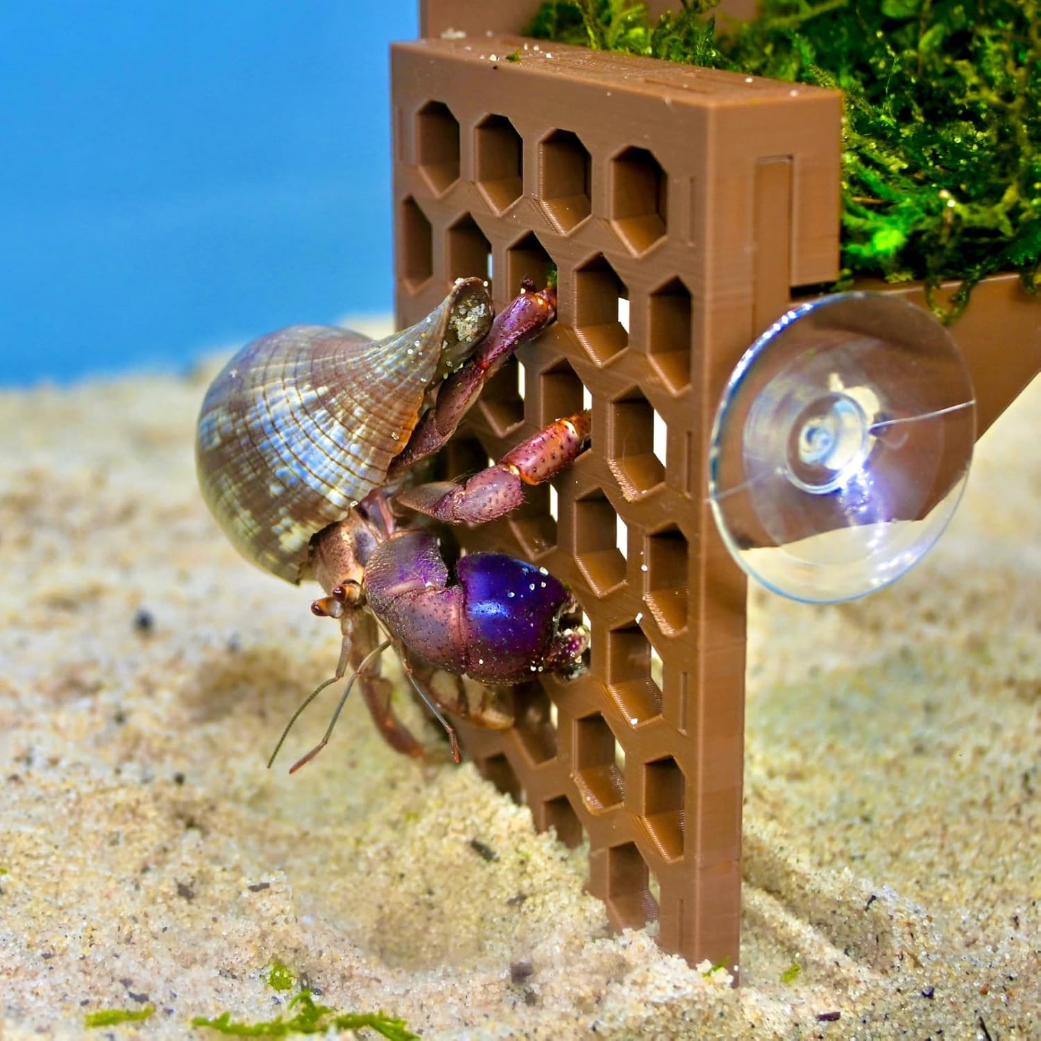Hermit crab climbing on the foraging climbing basket with ladder. Hermit crab using the hexagonal design for easy climbing.