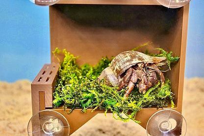 Hermit crab relaxing in the hermit crab climbing wall foraging ladder viewing hide with green moss. 