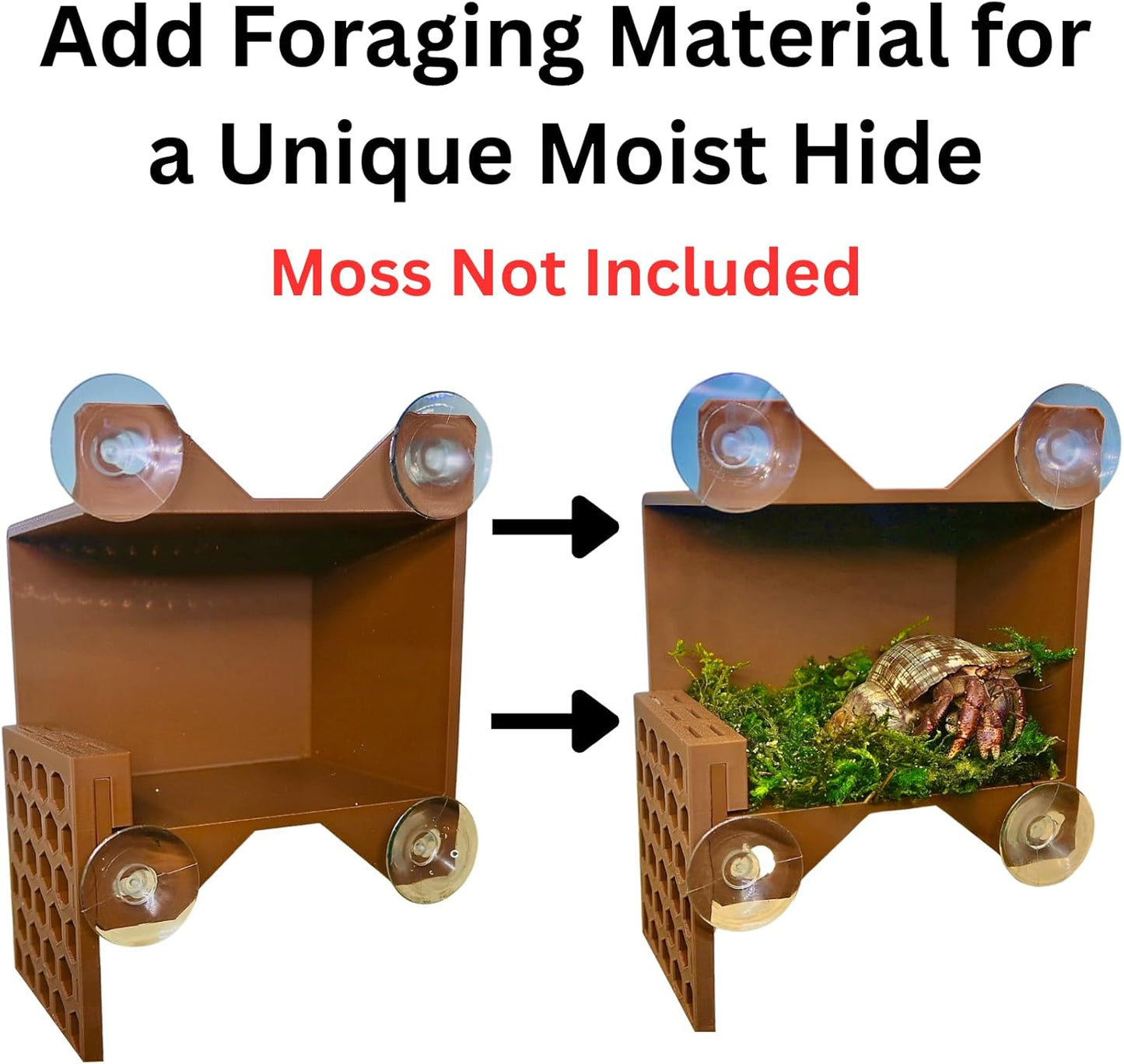 Hermit crab climbing wall foraging basket with ladder. Add foraging material for unique moist hide.