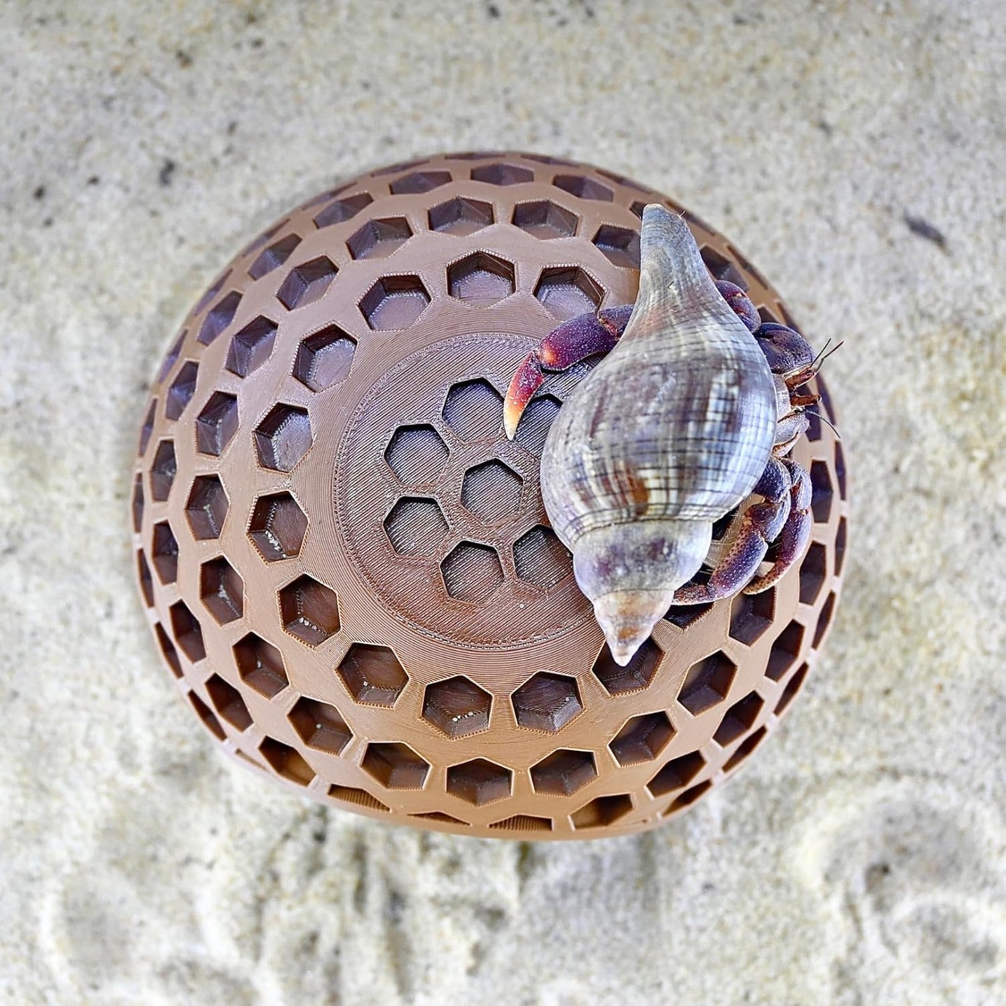 View of hermit crab climbing on the top of coconut hideout cave with hexagonal design for easy climbing.