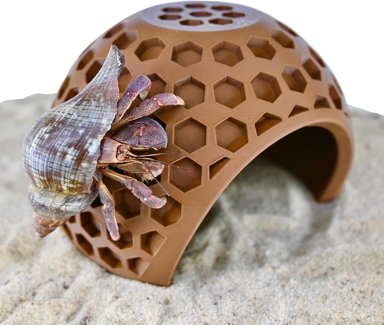 Hermit crab climbing on the exterior of hermit crab coconut hideout cave providing enrichment for hermit crab.