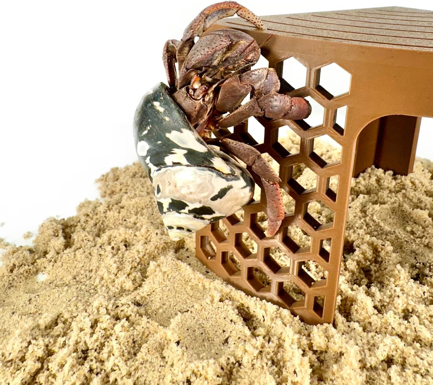 Hermit crab climbing on the side of the corner climbing stand providing decoration and enrichment for hermit crabs.
