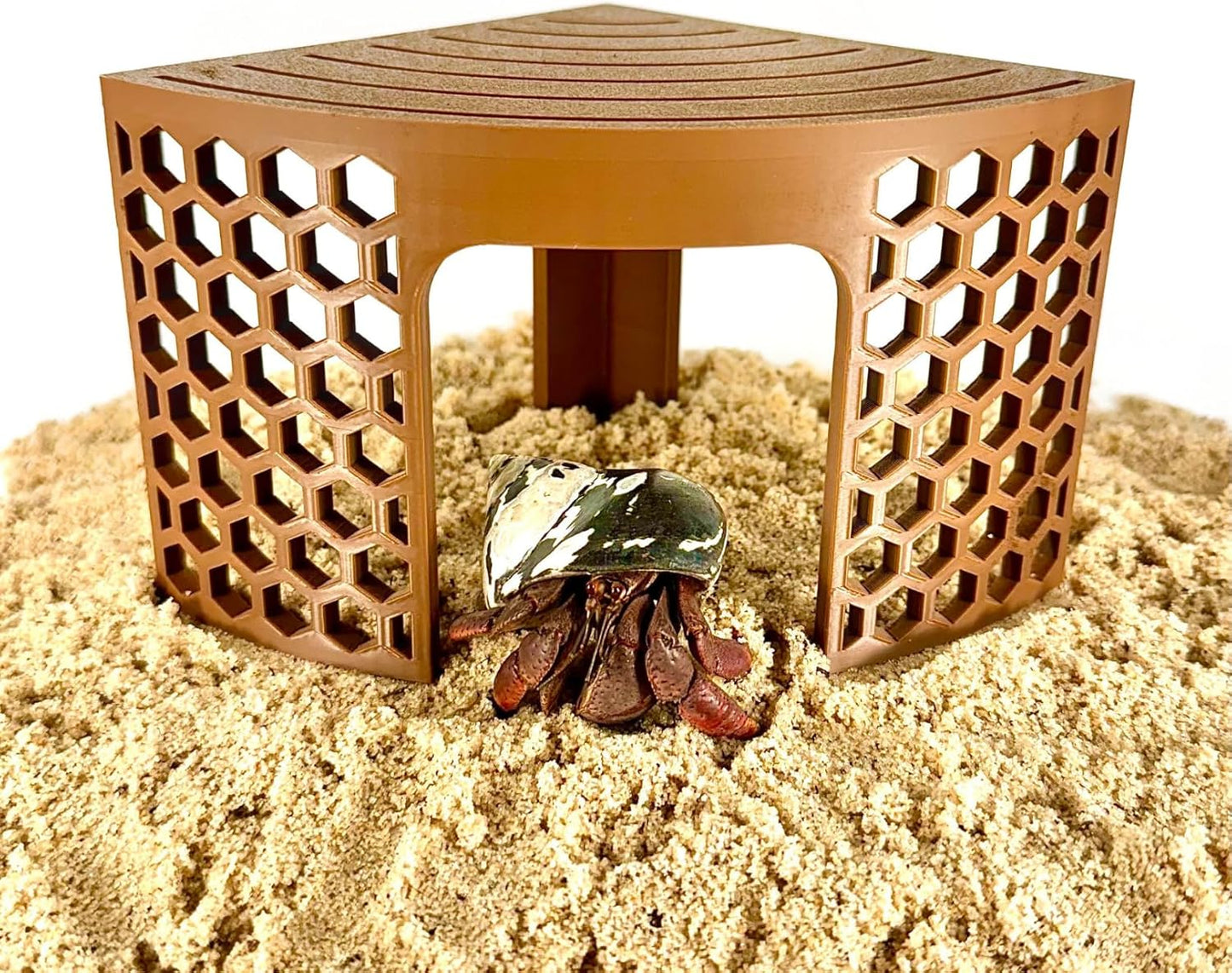 Hermit crab climbing out from under the corner climbing stand providing enrichment for hermit crabs.