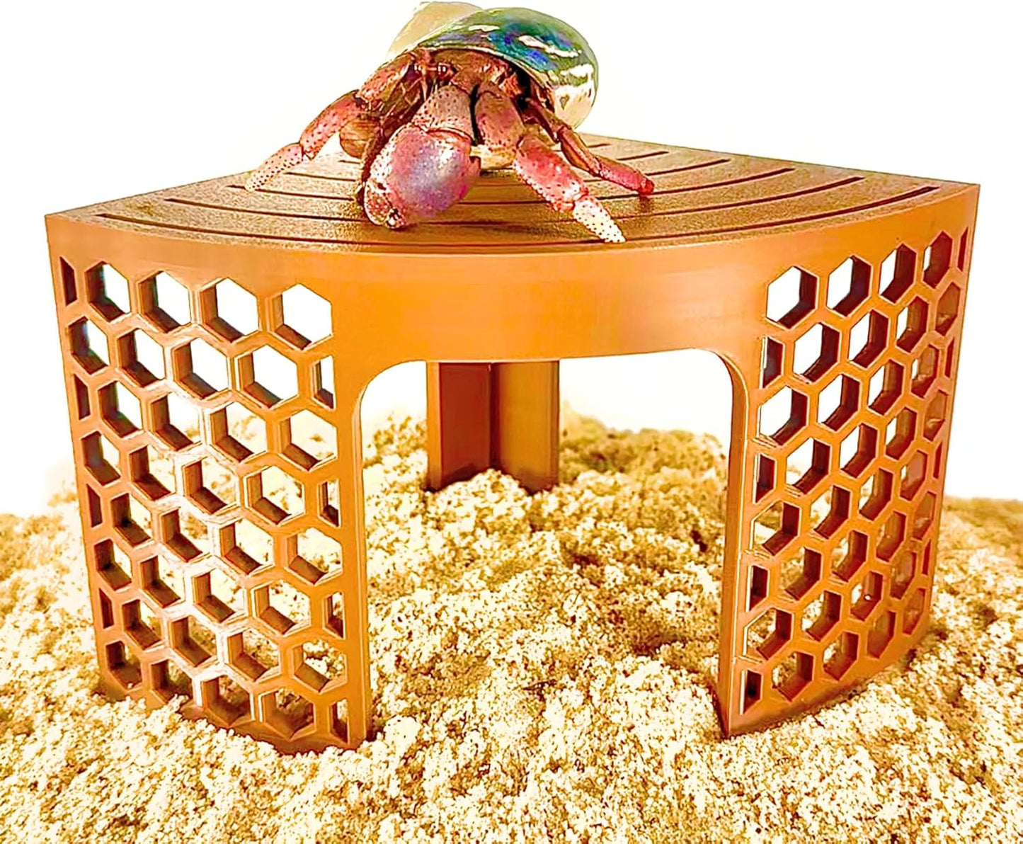 Hermit crab on top of hermit crab corner climbing stand with hexagonal design sides for easy climbing.