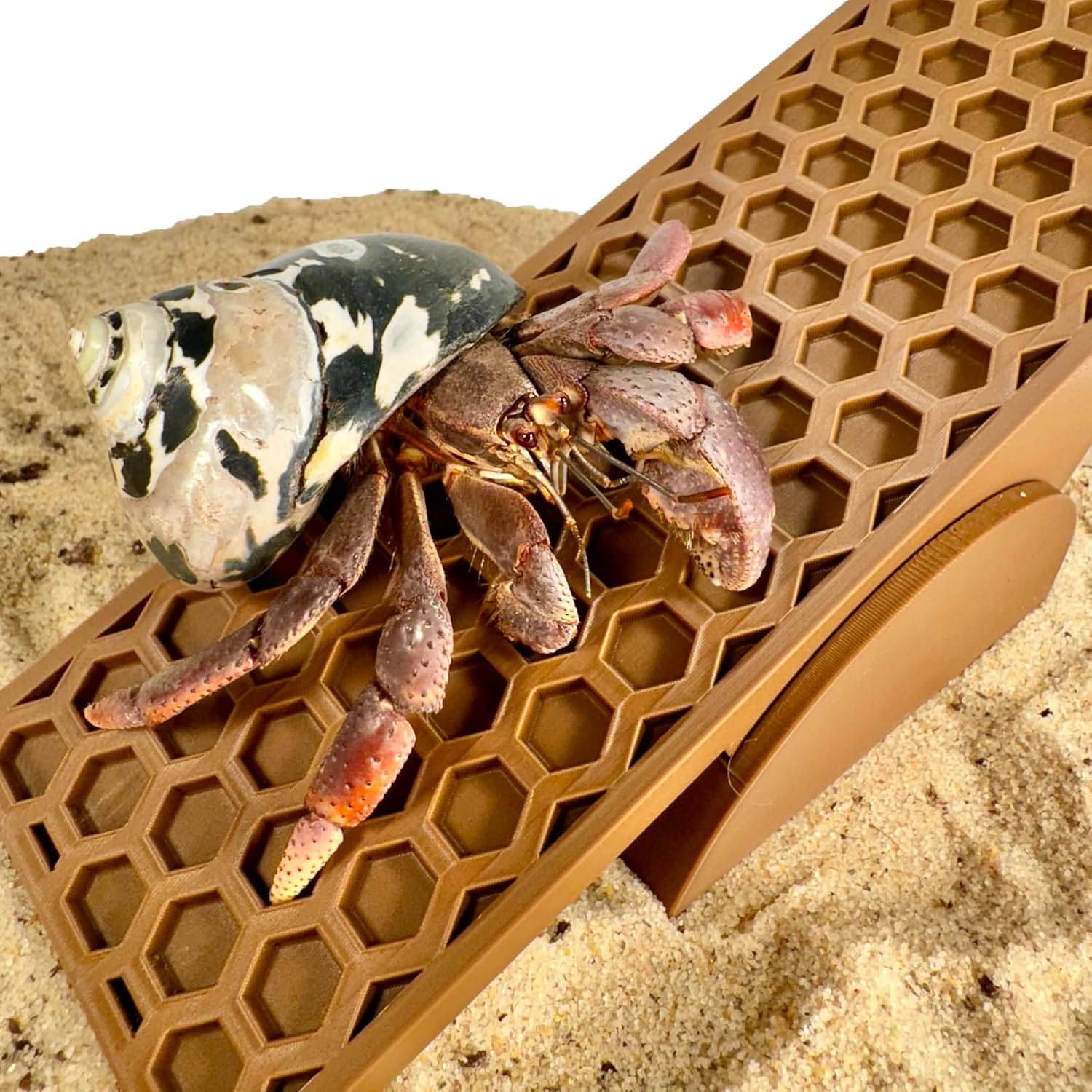 Hermit crab seesaw toy with hermit crab climbing up the hexagonal design.