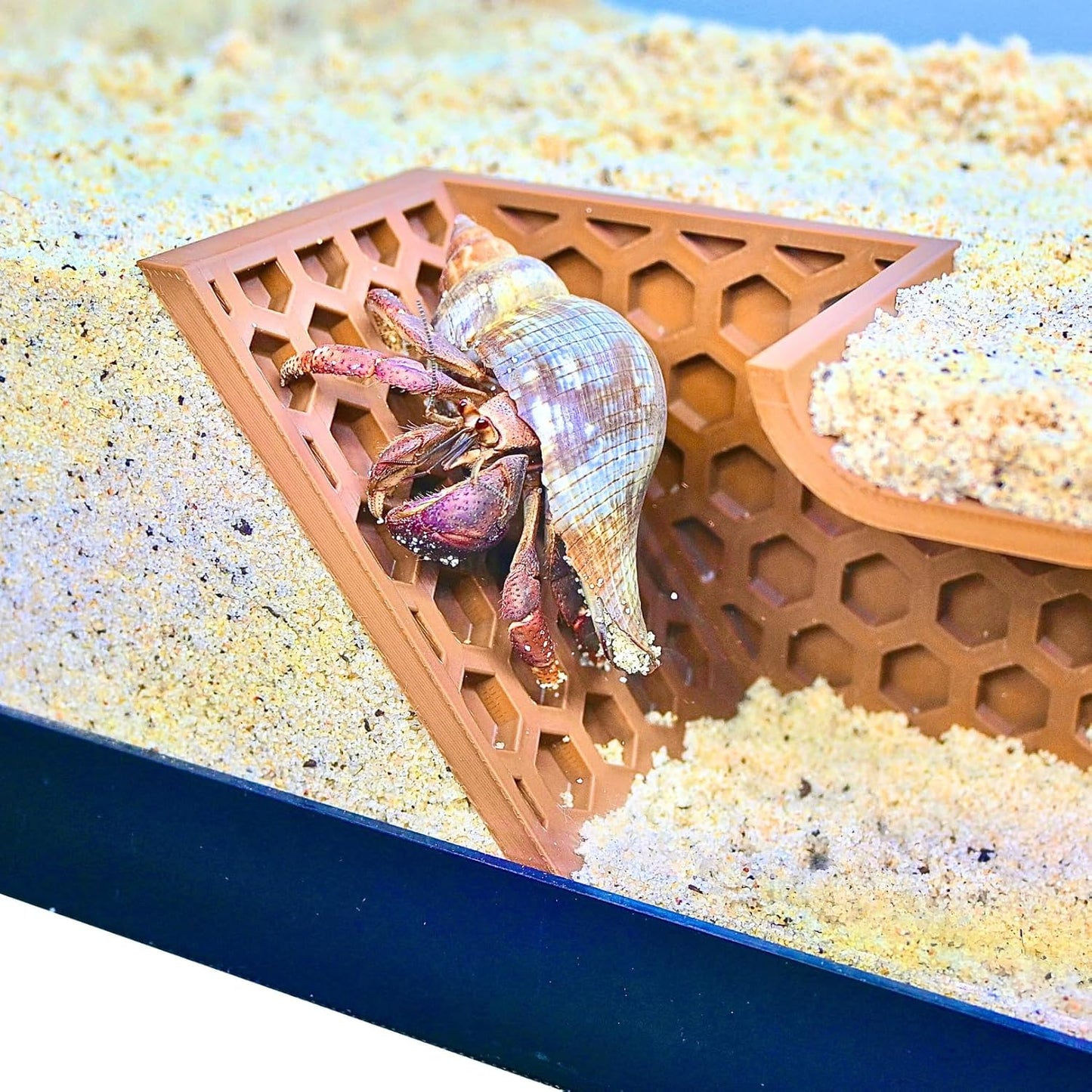 Hermit crab climbing up the hexagonal design of the hermit crab underground climbing tunnel. Easy viewing and provides enrichment for crabs.