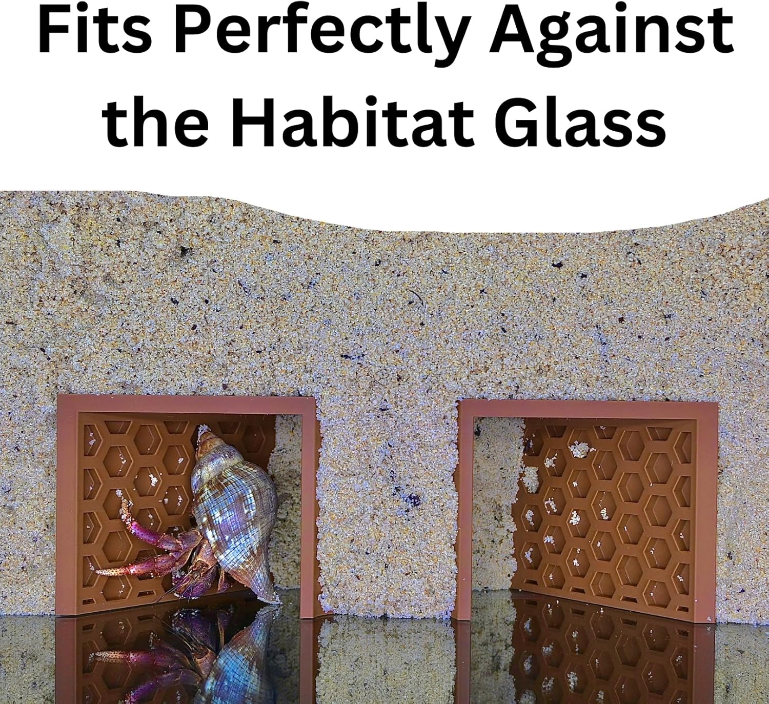 Hermit crab climbing the underground climbing tunnel that fits perfectly against the habitat glass.