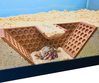 Hermit crab hiding inside hermit crab tunnel viewing cave.