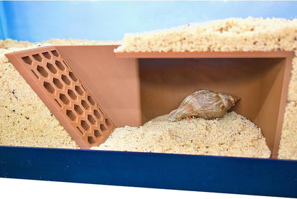 Hermit Crab Underground Cave