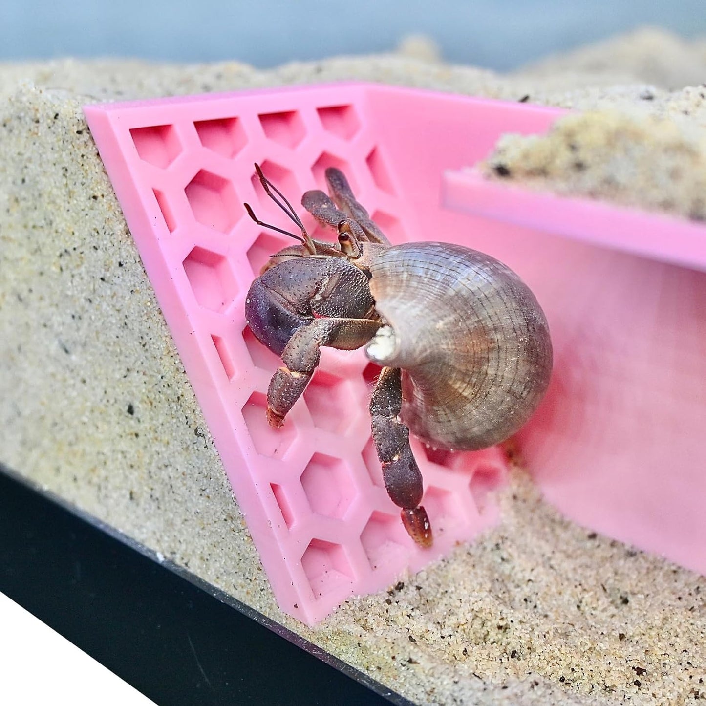 Hermit Crab Underground Tunnel Cave Corner | Hermit Crab Climbing Hide