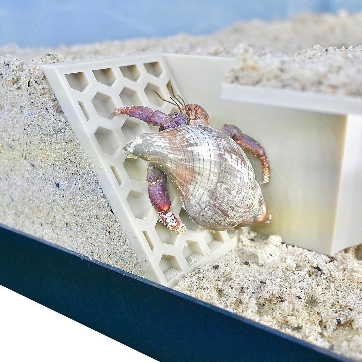Hermit Crab Underground Tunnel Cave Corner | Hermit Crab Climbing Hide