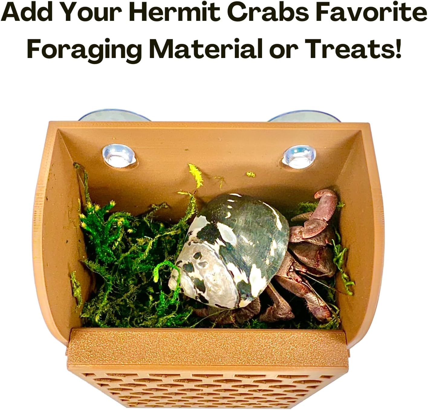 Add foraging material or treats to the hermit crab wall foraging basket to provide enrichment and happiness for hermit crabs.
