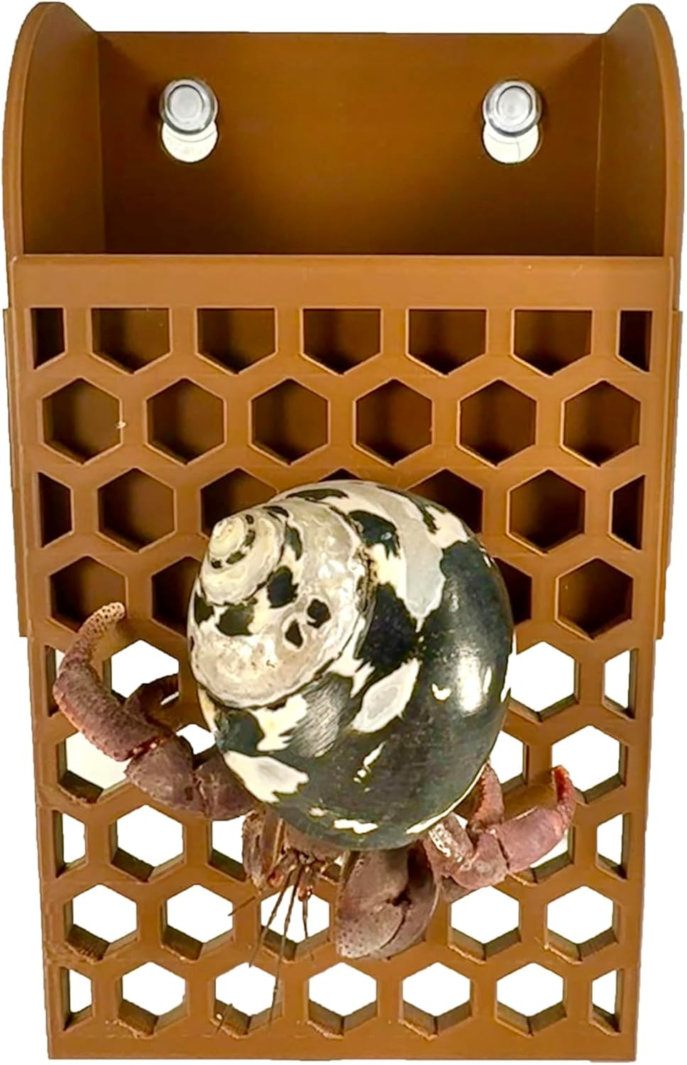 Hermit crab climbing down the wall foraging basket providing a toy and accessory to the habitat. 