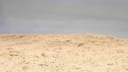 Video of hermit crab coconut climbing hide demonstration.