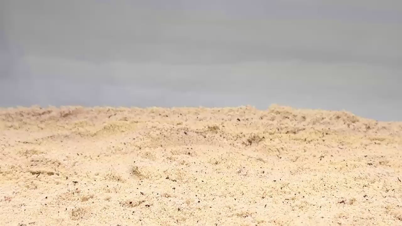 Video of hermit crab coconut climbing hide demonstration.
