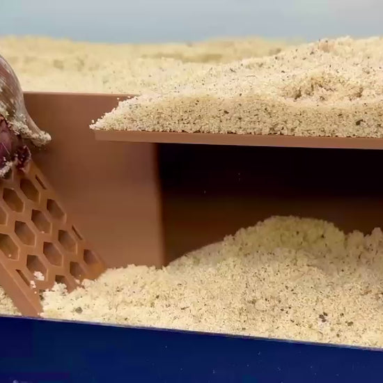Hermit crab underground cave video demonstration of hermit crab climbing with the hexagonal design.