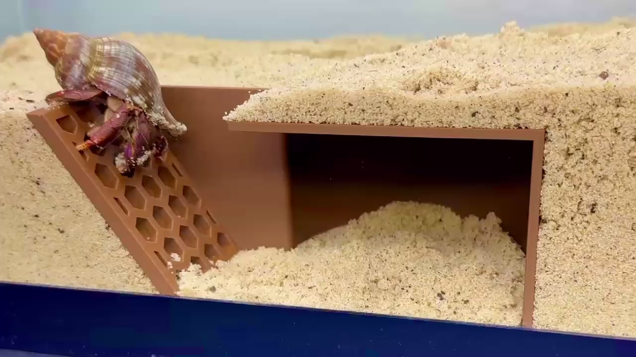 Hermit crab underground cave video demonstration of hermit crab climbing with the hexagonal design.