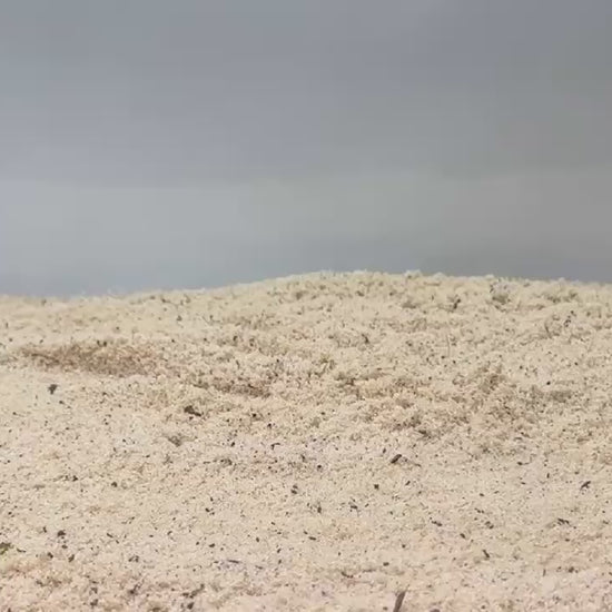 Video demonstration of hermit crab climbing bridge.