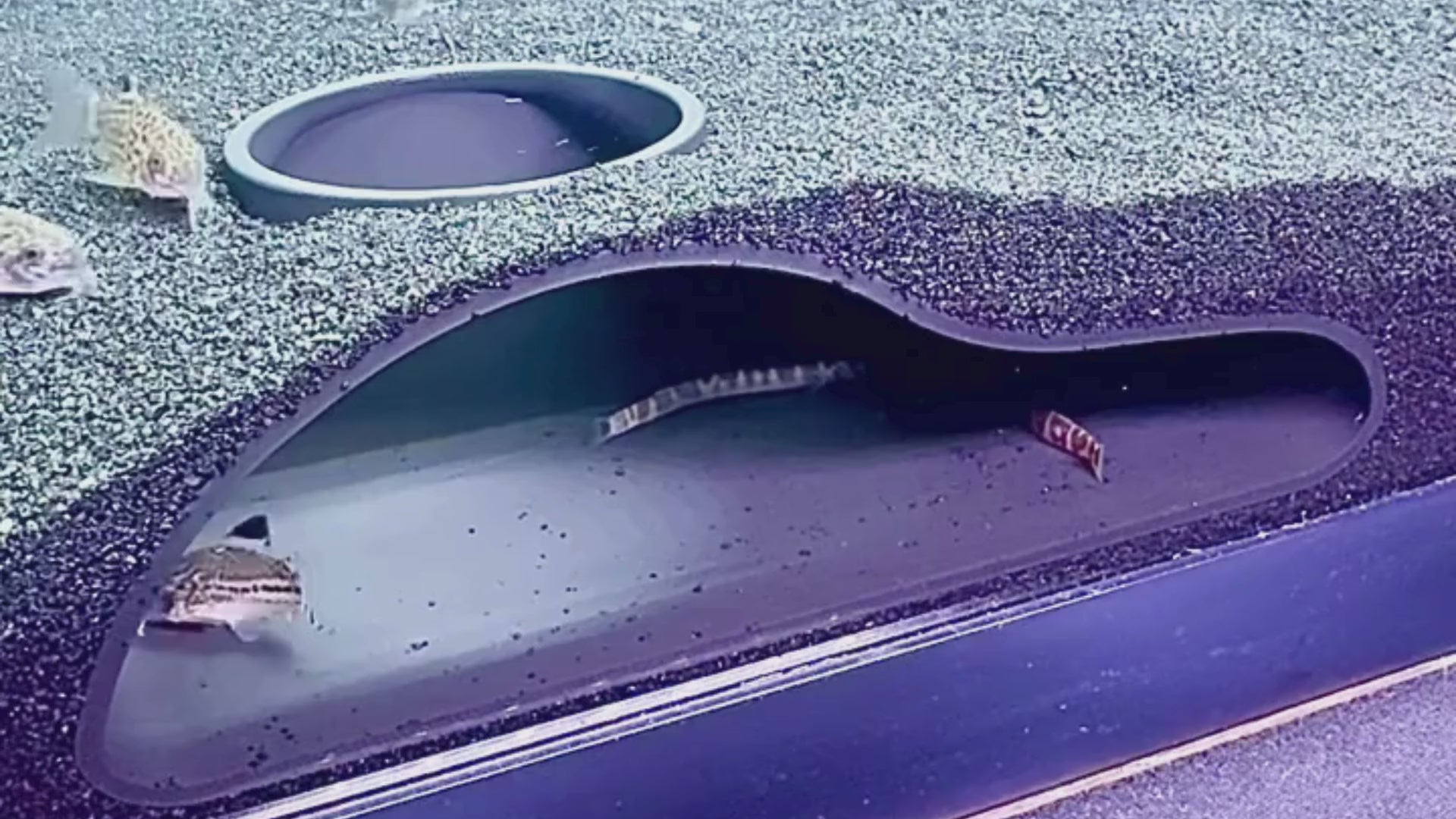 Video demonstration of underground aquarium cave with kuhli loaches and cory catfish swimming in and out of the cave.