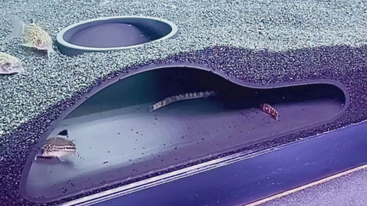 Video demonstration of underground aquarium cave with kuhli loaches and cory catfish swimming in and out of the cave.