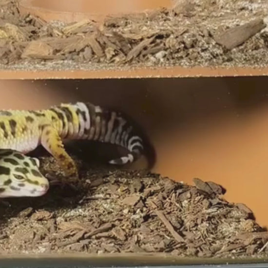 Leopard gecko video demonstration of placing the underground cave into tank.