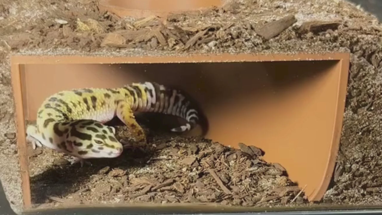 Leopard gecko video demonstration of placing the underground cave into tank.