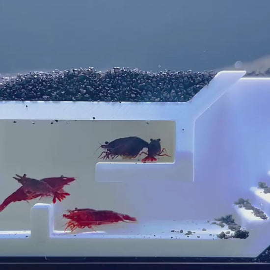 Video demonstration of shrimp swimming and crawling around in the shrimp maze underground tunnel. 