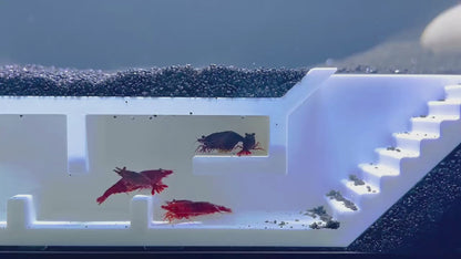 Video demonstration of shrimp swimming and crawling around in the shrimp maze underground tunnel. 