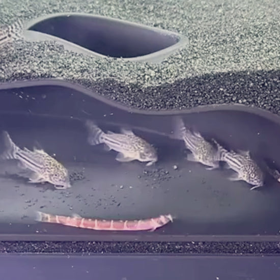 Video demonstration of underground corner cave with fish swimming in it. Demonstrates how to place cave into aquarium.