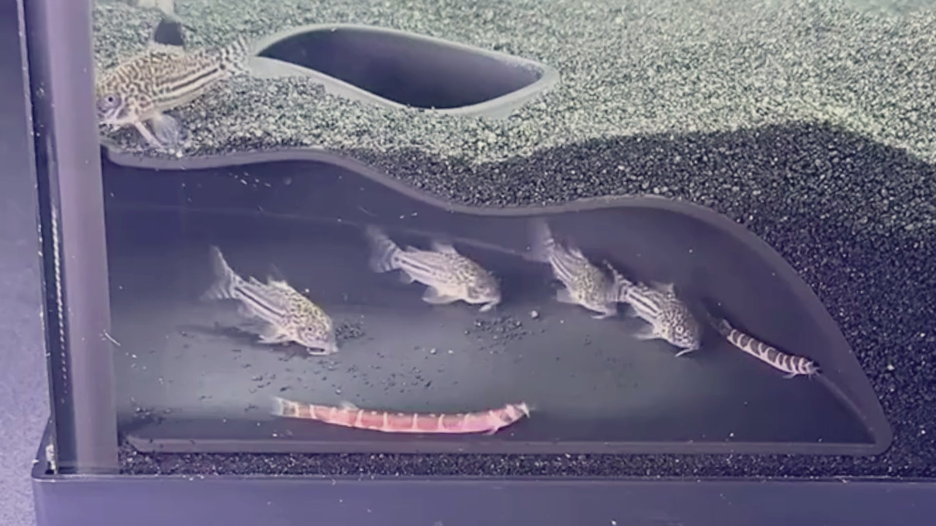 Video demonstration of underground corner cave with fish swimming in it. Demonstrates how to place cave into aquarium.