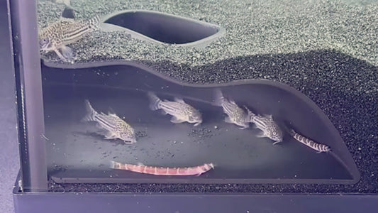 Video demonstration of underground corner cave with fish swimming in it. Demonstrates how to place cave into aquarium.