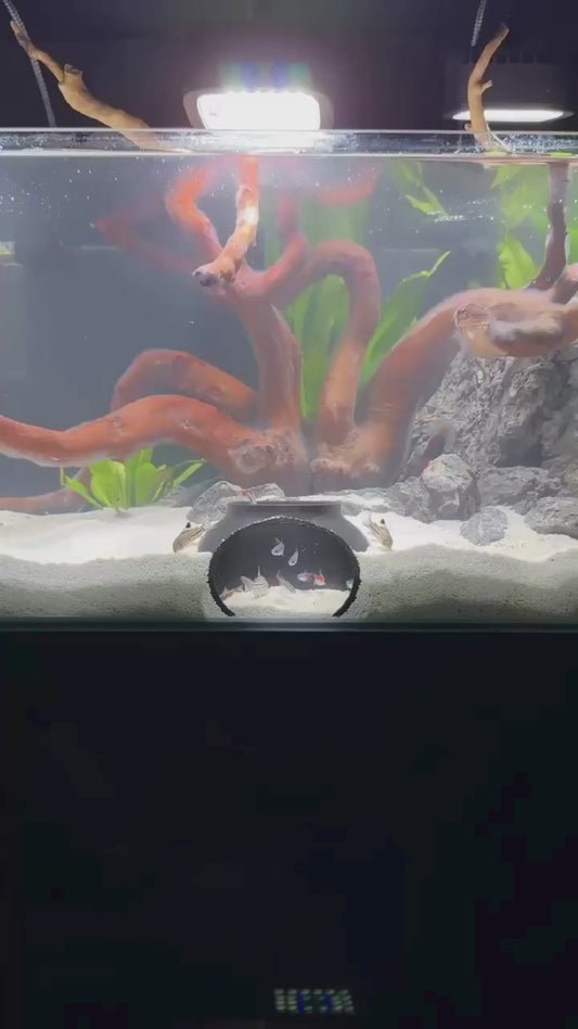 Video demonstration of black underground dome cave with fish swimming in and out of it. 