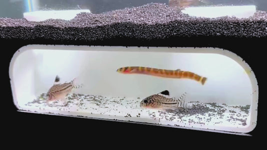 Video  demonstration of white aquarium underground tunnel with fish swimming inside of it. 