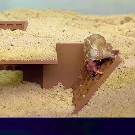 Video demonstration of hermit crab climbing down the corner cave and inside the corner cave. 