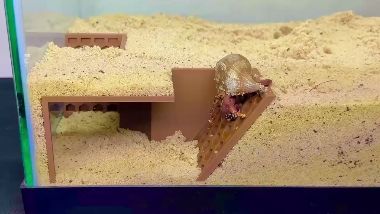 Video demonstration of hermit crab climbing down the corner cave and inside the corner cave. 