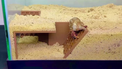 Hermit Crab Underground Tunnel Cave Corner | Hermit Crab Climbing Hide