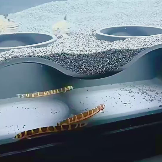 Video demonstration of kuhli loaches and cory catfish swimming in and out of the aquarium underground natural curve two hole cave.