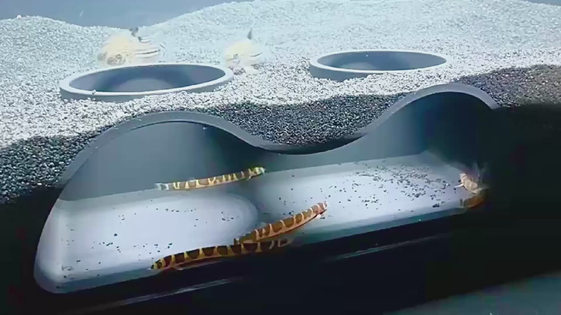 Video demonstration of kuhli loaches and cory catfish swimming in and out of the aquarium underground natural curve two hole cave.