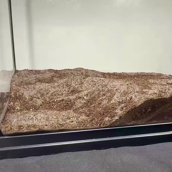 Video demonstration of placing underground leopard gecko cave in tank. 