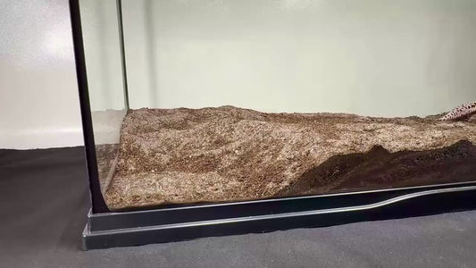 Video demonstration of placing underground leopard gecko cave in tank. 