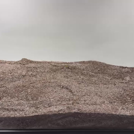 Demonstration of placing leopard gecko underground cave in habitat